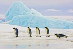 Signal Kép PENGUINS 120x80 cm (PENGUINS120)