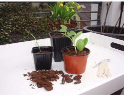  Ültetőcserepek, műanyag kerek7x9 cm, 8db-os szett / (6020112 - 6020112)