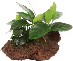 Tropica Anubias barteri var. Nana lávakövön - 1 db