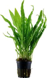Tropica Microsorum pteropus - 1 db