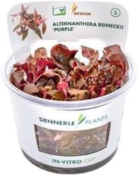 Dennerle Plants Alternanthera reineckii 'Lila' CUP - 1 db