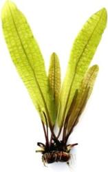 Dennerle Plants Aponogeton boivinianus - gumós növény - 1 db