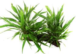 Tropica Microsorum pteropus XL gyökéren - 1 db