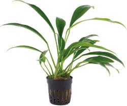 Tropica Anubias barteri var. glabra - 1 db