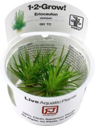 Tropica Eriocaulon cinereum CUP - 1 db