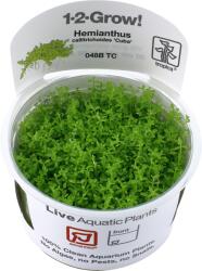 Tropica Micranthemum callitrichoides 'Cuba' - 1 db