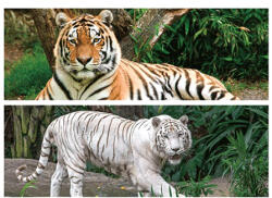  3D könyvjelző tigrisek 15, 5x4, 5cm