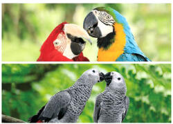  3D könyvjelző papagájok 15, 5x4, 5cm