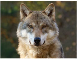  3D alátét farkas 40x30cm