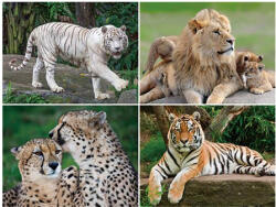  3D alátét vadállatos 40x30cm