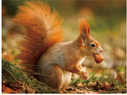 3D alátét mókus 40x30cm