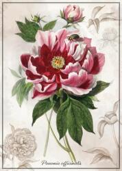 Interdruk - Puzzle Peonie botanică - 1 000 piese Puzzle