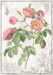 Interdruk - Puzzle Botanic Rose - 1 000 piese