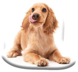 Carbotex Kutyás Spaniel formapárna, díszpárna 40x40 cm Velúr CBX241011KSZ (CBX241011KSZ)