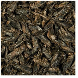 Tropical Crickets 250 ml/25 g szárított tücskök hüllőknek