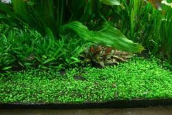 INVITAL Marsilea hirsuta