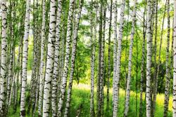 DIMEX ART Флизелинов фототапет брезова гора 375 x 250 см