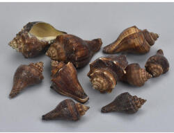  Barna csiga 4, 5-7cm 10dkg/csomag - papelito