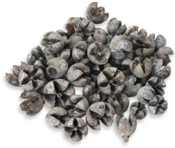 Tulipán termés 50db/csomag - papelito