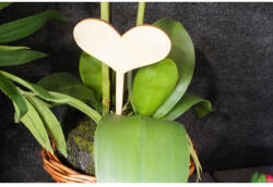 Natúr fa - Beszúrható szív 17, 5cm 5db/csomag - papelito