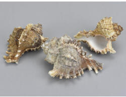 Fésűscsiga 6-10cm 3db/csomag - papelito