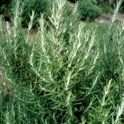  Illatos rozmaring - Rosmarinus officinalis - Konténeres