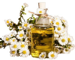  Százszorszép olaj - 250 ml