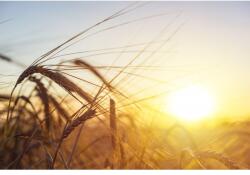  Vászonkép Búza Napfényben, 80x50cm, vászonfestmény121, Többszínű (tabloucanvas121/50x80cm)