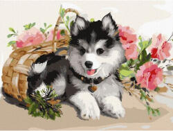 iPicasso Set pictura pe numere, cu sasiu, Pui de Husky, 30x40 cm (PC3040103)