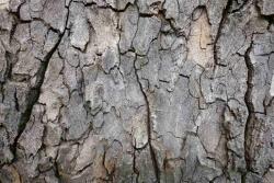 DIMEX ART Флизелинов фототапет кора на дърво 375 x 250 см
