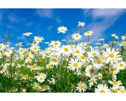 DIMEX ART Флизелинов фототапет маргаритки 375 x 250 см