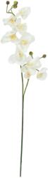  EUROPALMS Orchid branch, artificial, cream-white, 100cm (82530323)