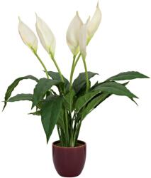  EUROPALMS Lily Peace, artificial plant, 49cm (82505660)