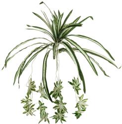  EUROPALMS Spider plant, artificial, 60cm (82505721)