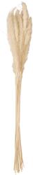  JOLIPA Pampas Grass Straw Bunch, dried, natur, 75cm (82660004)
