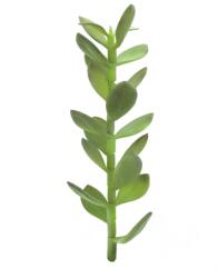  EUROPALMS Money tree shoot, artificial plant, 30cm (82809010)