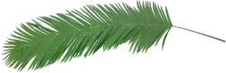  EUROPALMS Coconut King Palm Branch, artificial, 180cm (82509847)