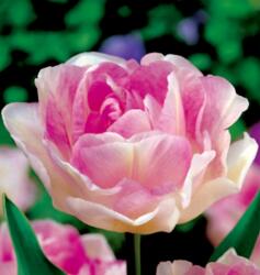 Benex 5 db-os Kapers Tulipán virághagyma-Tulipán Angelique Rózsaszín 12+ (K355B)