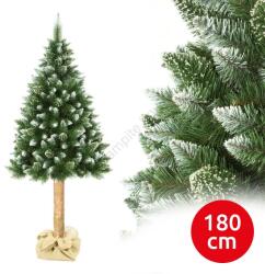 ELMA Коледна борова елха на стъбло, височина 180 см (ea0053)