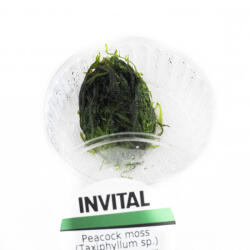 INVITAL Peacock moss (Taxiphyllum sp. ) (Pohár Ø 8 cm)