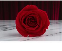 Verdissimo Stabilizált rózsa Verdissimo XL-Piros