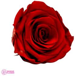 Kiara Stabilizált Rózsa Rubin Vörös Fej, Kiara, L