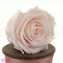 Kiara Stabilizált Rózsa Világos Rózsaszín Fej, Kiara, L