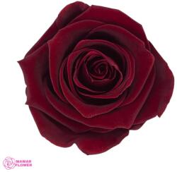 Kiara Stabilizált Rózsa Burgundy Vörös Fej, Kiara, M