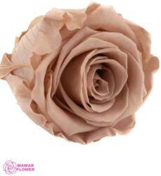 Kiara Stabilizált Rózsa Antik Pink Fej, Kiara, L