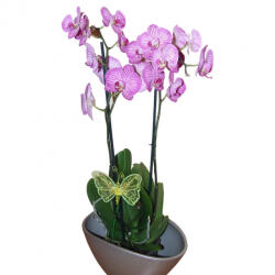  Dekor pillangók rugós 6cm (931571)