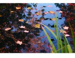 Ubbink lombfogó háló, 4x6 m (1371344)