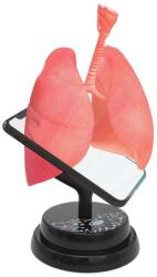 Eastcolight Macheta anatomica de asamblat Eastcolight, Plamanii