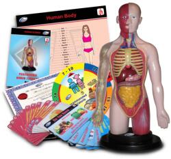 Eastcolight Set educativ Eastcolight - Corpul uman