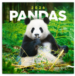 Realsystem Falinaptár képes lemeznaptár 300x300mm, Pandas Realsystem 2027 (52061)